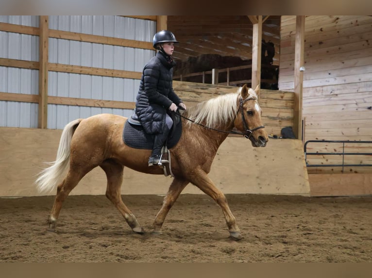 American Quarter Horse Gelding 10 years 14,2 hh Palomino in Howell, MI