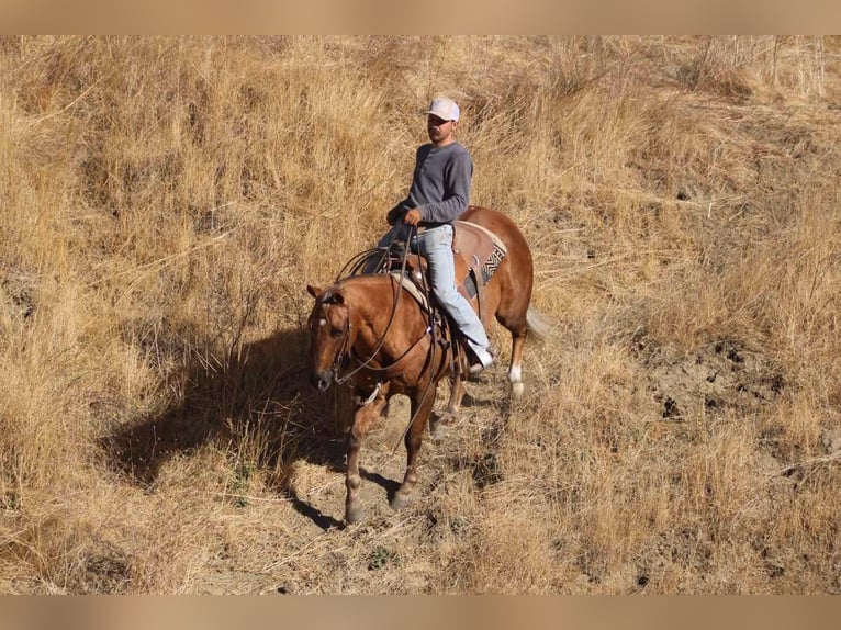 American Quarter Horse Gelding 10 years 14,2 hh Palomino in Paicines CA