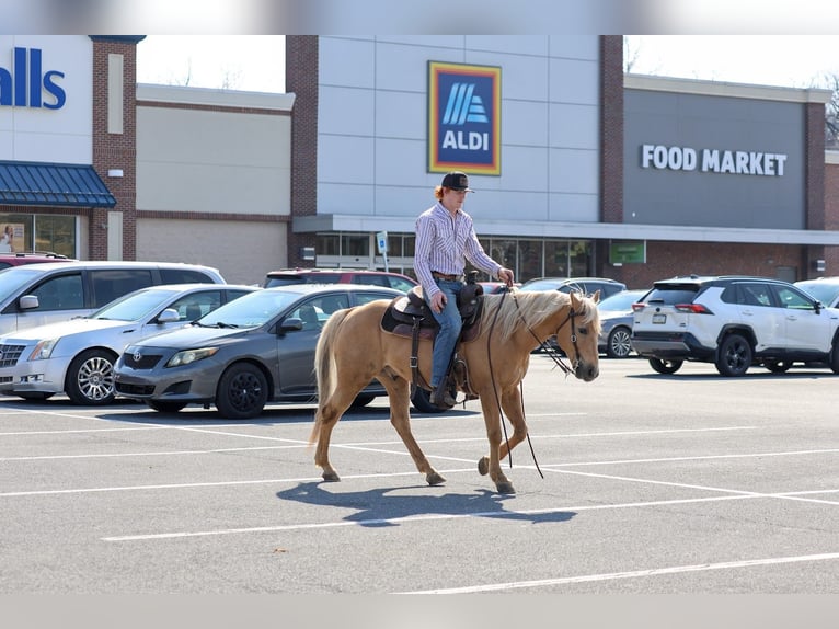 American Quarter Horse Gelding 10 years 14,2 hh Palomino in Mc Connellsburg