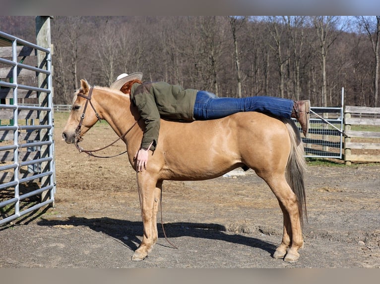 American Quarter Horse Gelding 10 years 14,2 hh Palomino in Mc Connellsburg