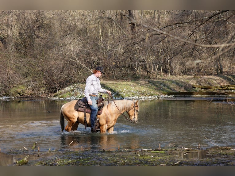 American Quarter Horse Gelding 10 years 14,2 hh Palomino in Mc Connellsburg