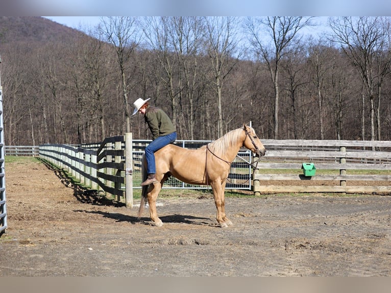 American Quarter Horse Gelding 10 years 14,2 hh Palomino in Mc Connellsburg