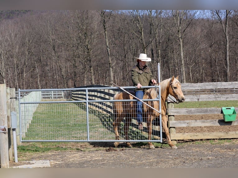 American Quarter Horse Gelding 10 years 14,2 hh Palomino in Mc Connellsburg