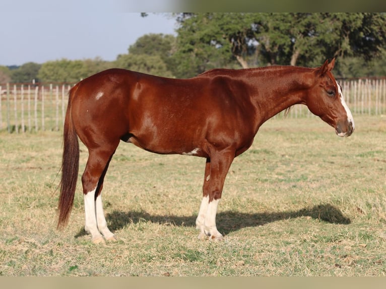 American Quarter Horse Gelding 10 years 14,2 hh Sorrel in Mineral Wells