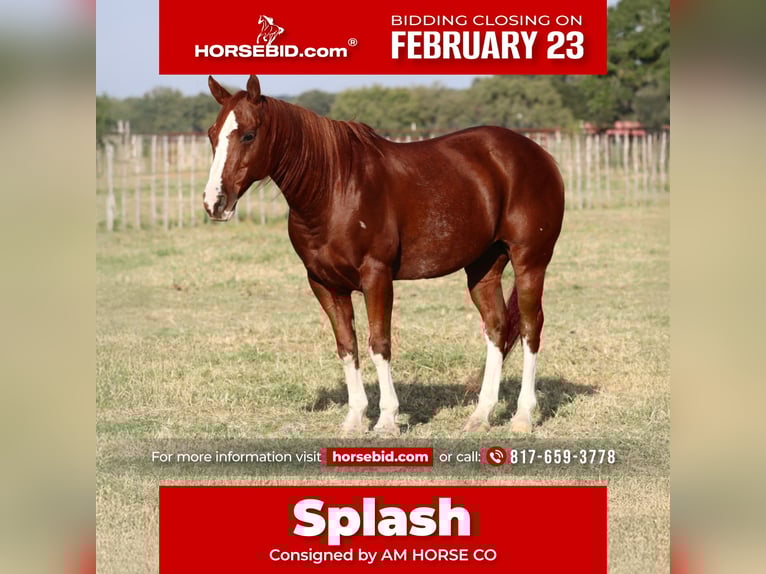 American Quarter Horse Gelding 10 years 14,2 hh Sorrel in Mineral Wells