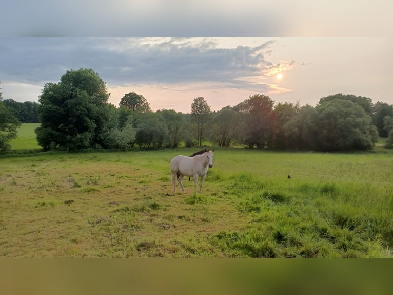 American Quarter Horse Gelding 10 years 14,2 hh in Herrnhut