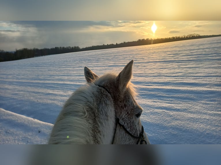 American Quarter Horse Gelding 10 years 14,2 hh in Herrnhut