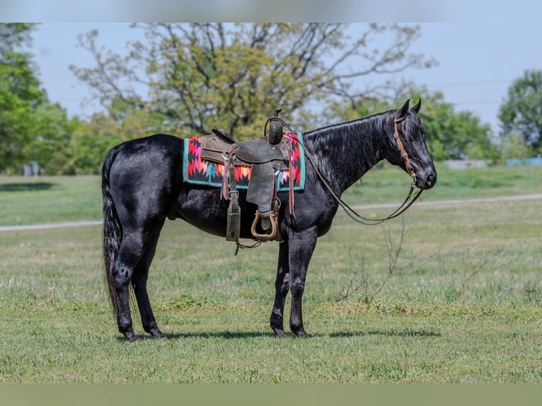 American Quarter Horse Gelding 10 years 14,3 hh Black in Quitman