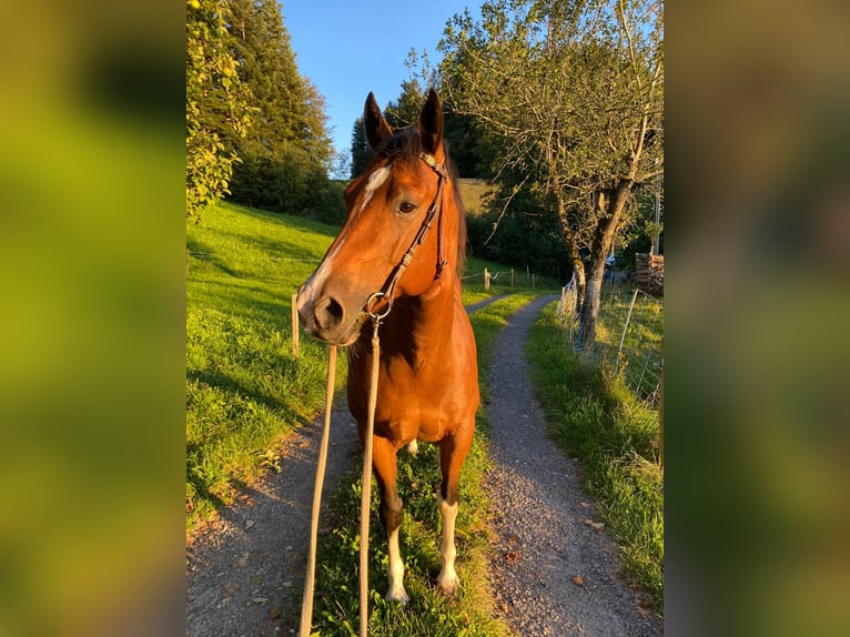 American Quarter Horse Gelding 10 years 14,3 hh Brown in Ebnet