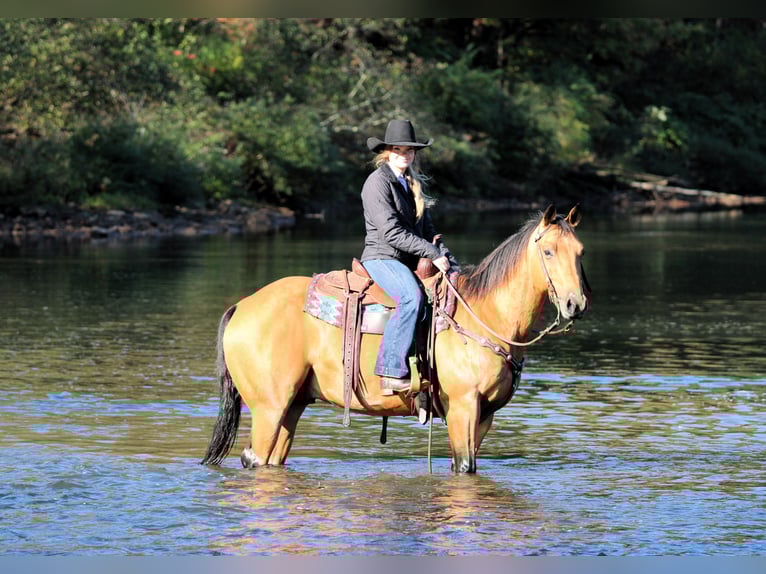 American Quarter Horse Gelding 10 years 14,3 hh Buckskin in Clarion