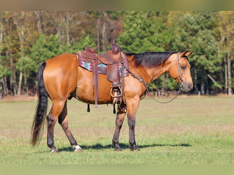 American Quarter Horse Gelding 10 years 14,3 hh Buckskin in Clarion