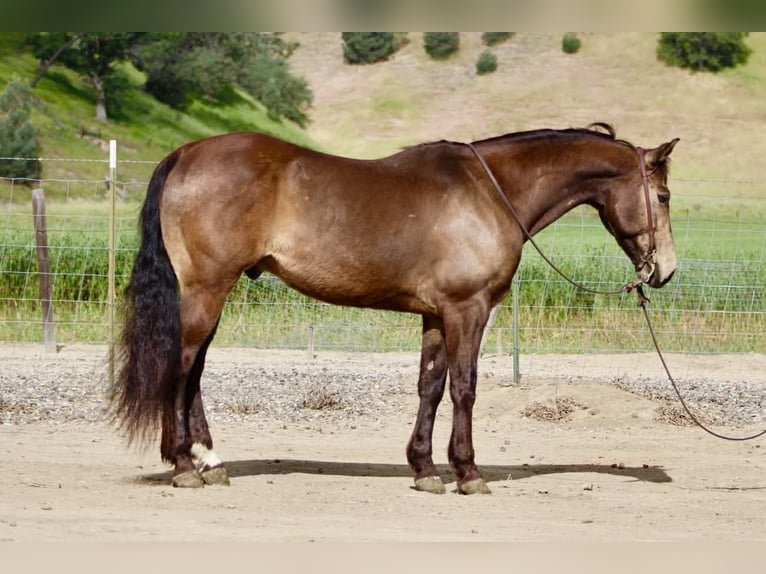 American Quarter Horse Gelding 10 years 14,3 hh Buckskin in Tres Pinos