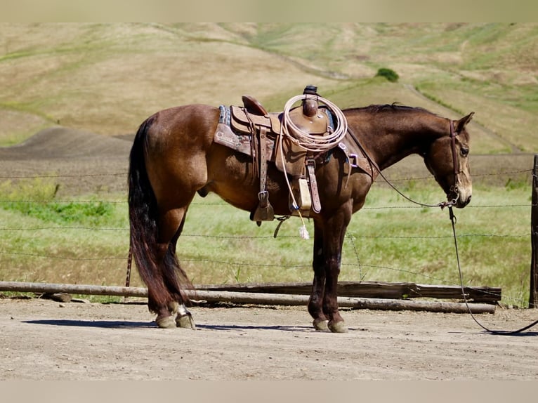 American Quarter Horse Gelding 10 years 14,3 hh Buckskin in Tres Pinos