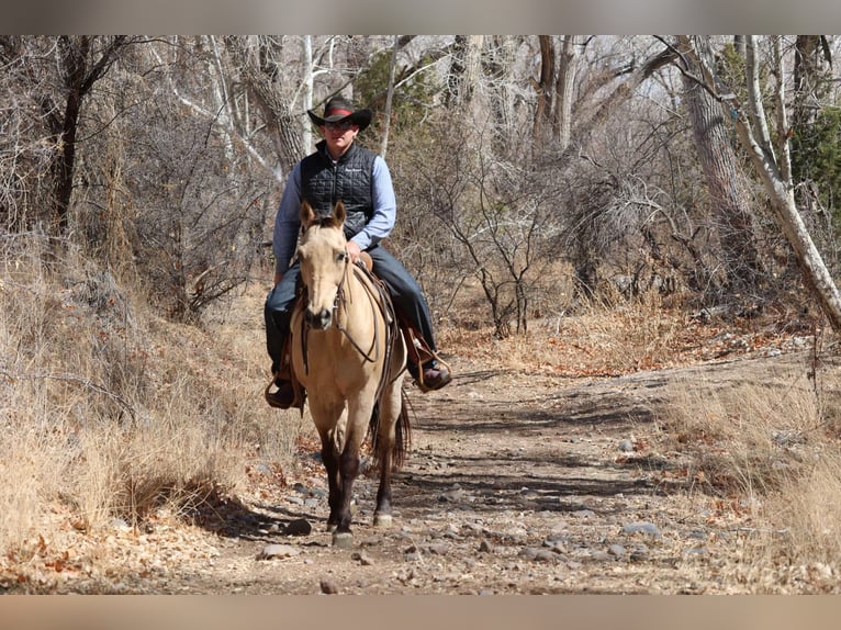 American Quarter Horse Gelding 10 years 14,3 hh Buckskin in Camp Verde AZ