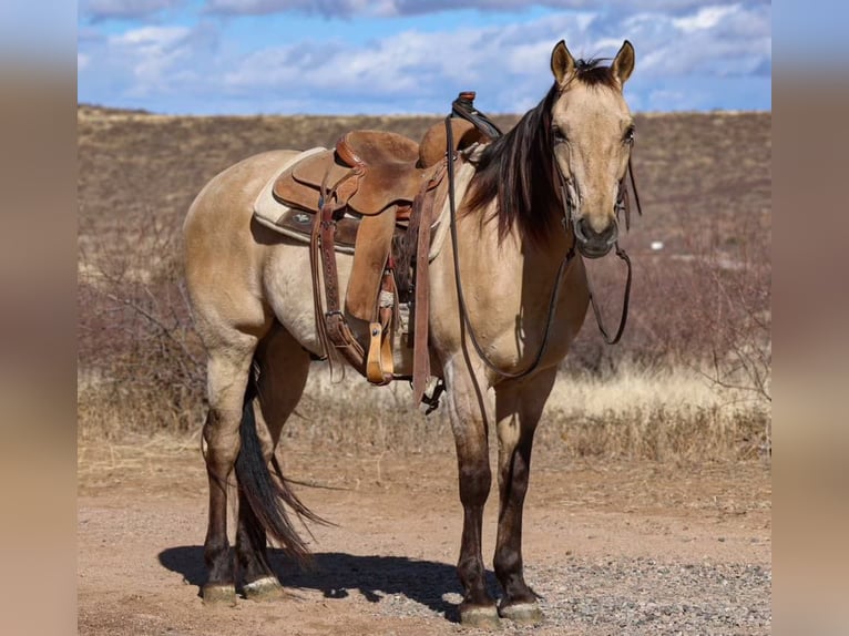 American Quarter Horse Gelding 10 years 14,3 hh Buckskin in Camp Verde AZ