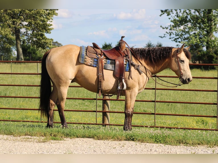 American Quarter Horse Gelding 10 years 14,3 hh Buckskin in Sonora KY