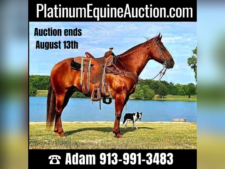 American Quarter Horse Gelding 10 years 14,3 hh Chestnut in LaCygne KS