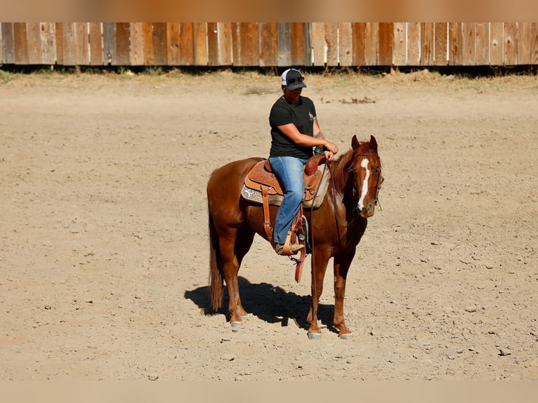 American Quarter Horse Gelding 10 years 14,3 hh Chestnut in Valley Springs CA