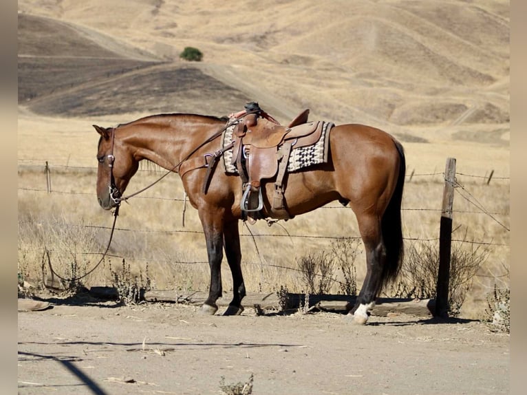 American Quarter Horse Gelding 10 years 14,3 hh Dun in Paicines CA