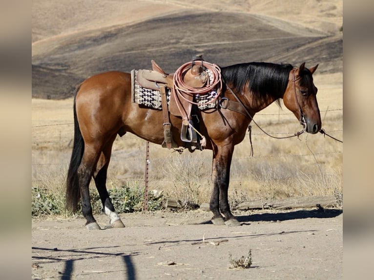 American Quarter Horse Gelding 10 years 14,3 hh Dun in Paicines CA