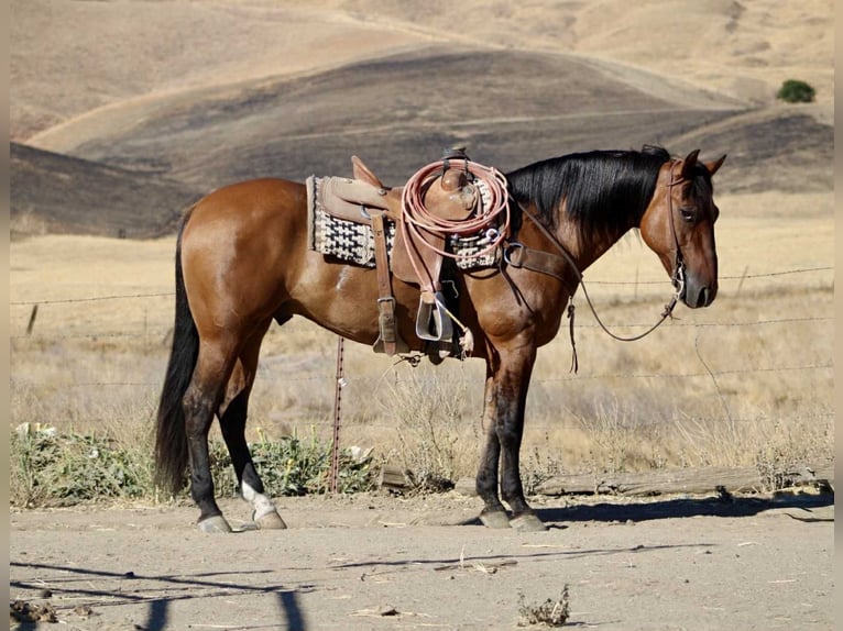 American Quarter Horse Gelding 10 years 14,3 hh Dun in Paicines CA