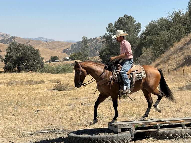 American Quarter Horse Gelding 10 years 14,3 hh Dun in Paicines CA
