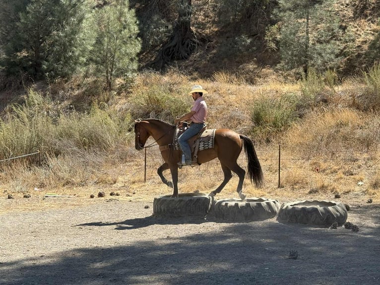 American Quarter Horse Gelding 10 years 14,3 hh Dun in Paicines CA