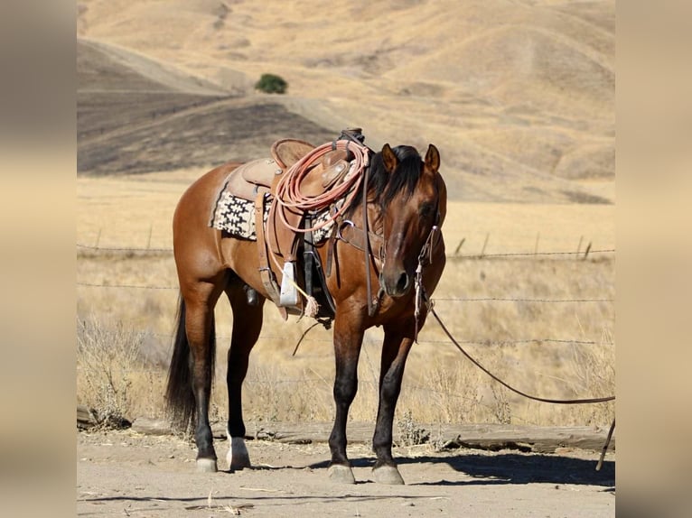 American Quarter Horse Gelding 10 years 14,3 hh Dun in Paicines CA
