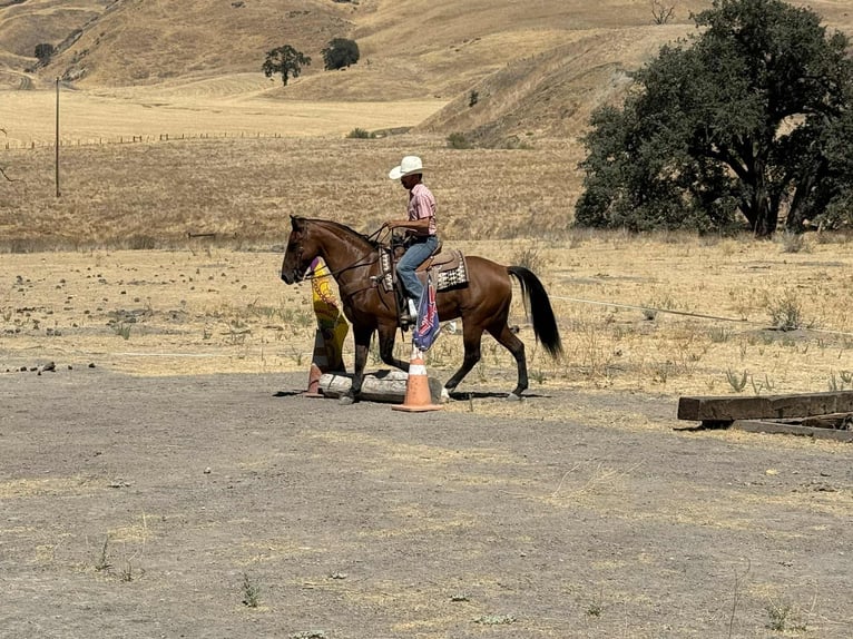 American Quarter Horse Gelding 10 years 14,3 hh Dun in Paicines CA