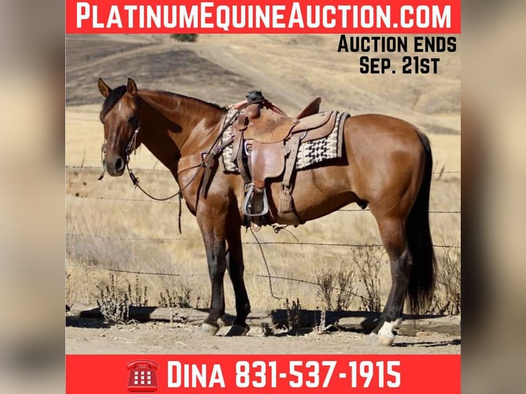 American Quarter Horse Gelding 10 years 14,3 hh Dun in Paicines CA