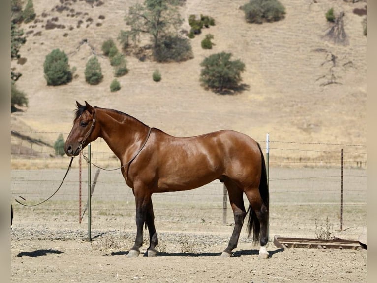 American Quarter Horse Gelding 10 years 14,3 hh Dun in Paicines CA
