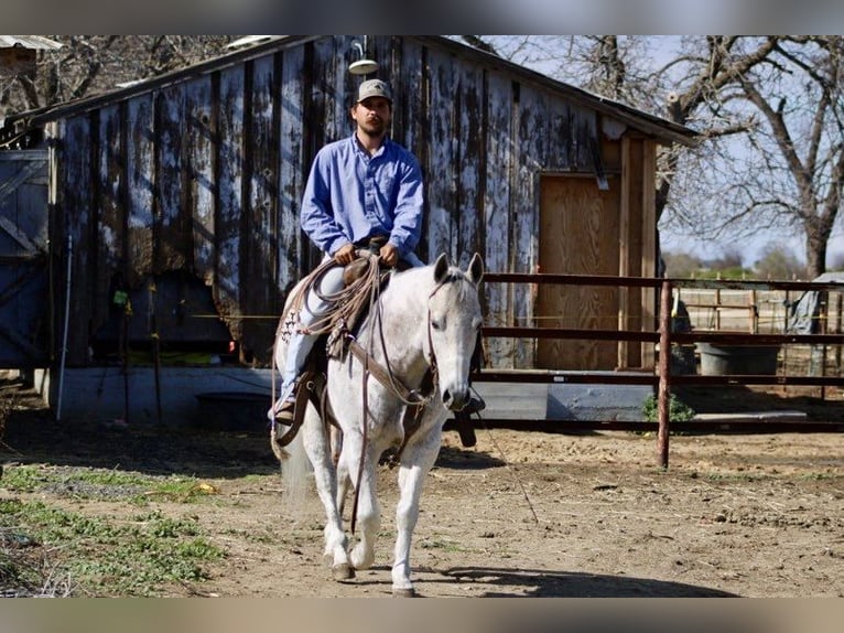 American Quarter Horse Gelding 10 years 14,3 hh Grey-Dapple in Paicines CA