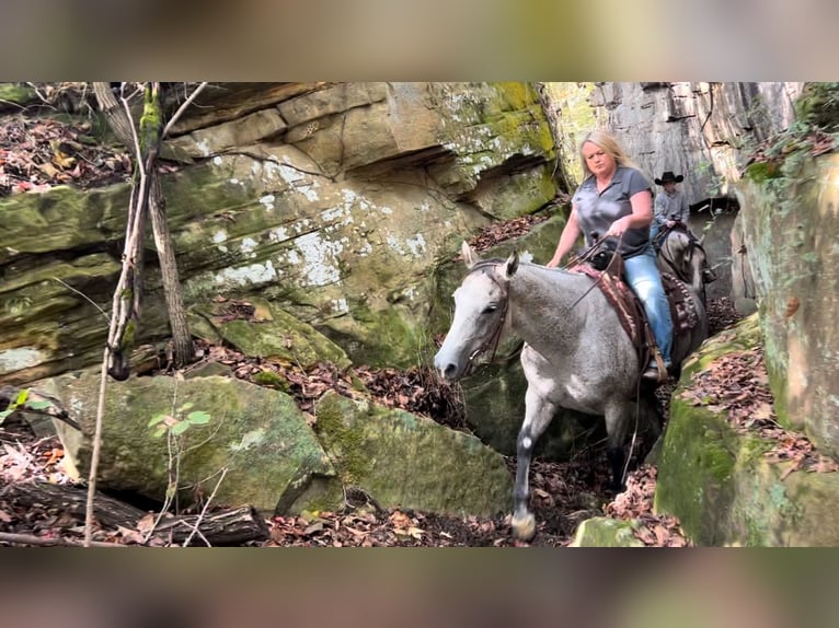 American Quarter Horse Gelding 10 years 14,3 hh Grey in Henderson, KY