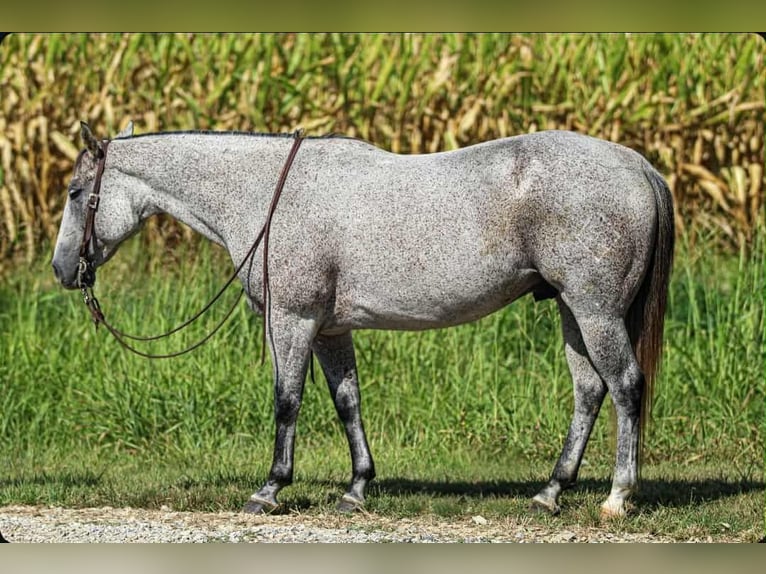 American Quarter Horse Gelding 10 years 14,3 hh Grey in Henderson, KY