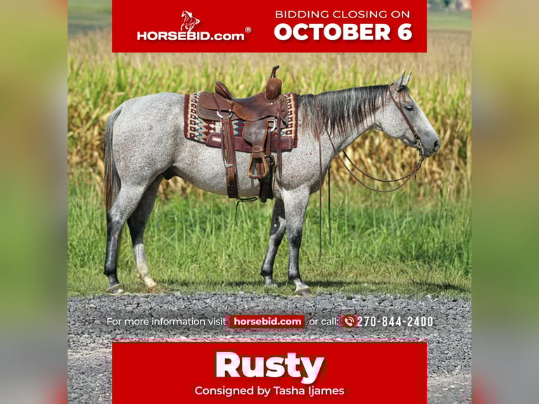 American Quarter Horse Gelding 10 years 14,3 hh Grey in Henderson, KY