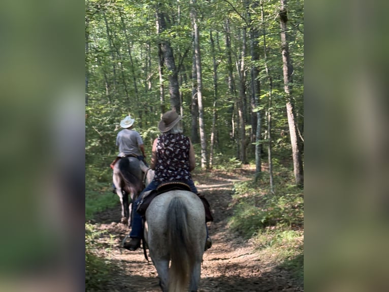 American Quarter Horse Gelding 10 years 14,3 hh Grey in Henderson, KY