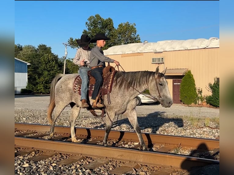 American Quarter Horse Gelding 10 years 14,3 hh Grey in Henderson, KY