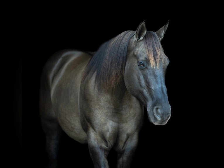 American Quarter Horse Gelding 10 years 14,3 hh Grullo in Auburn