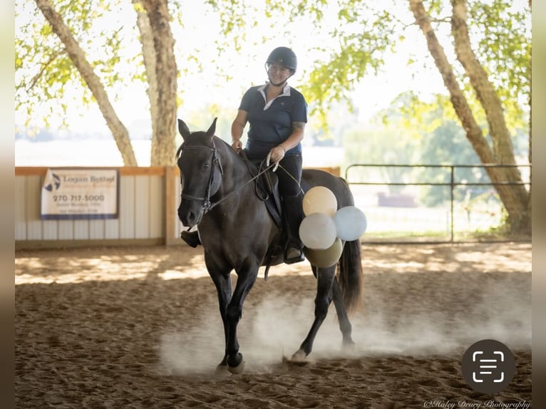 American Quarter Horse Gelding 10 years 14,3 hh Grullo in Auburn
