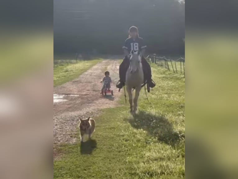 American Quarter Horse Gelding 10 years 14,3 hh Palomino in Weatherford TX