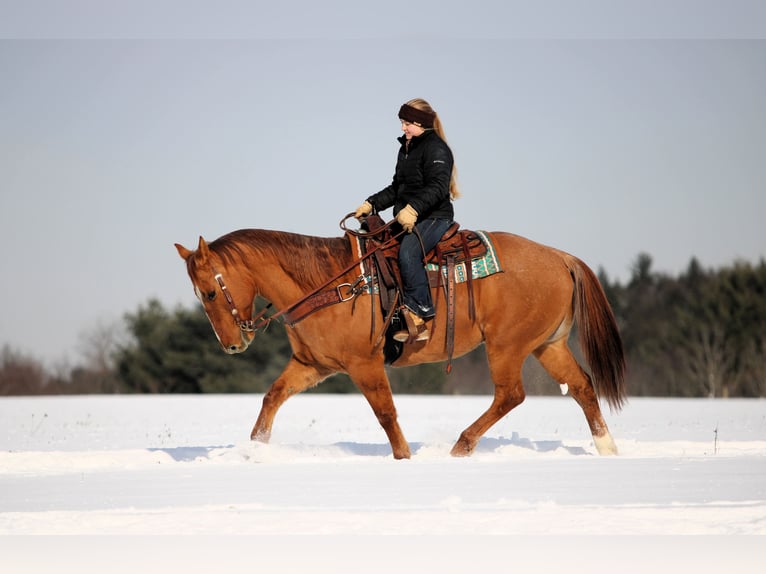 American Quarter Horse Gelding 10 years 14,3 hh Red Dun in Clarion