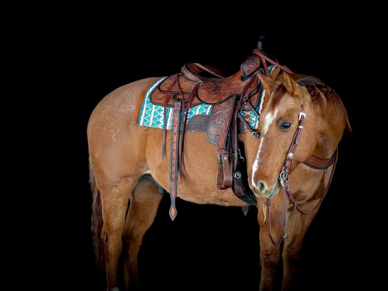 American Quarter Horse Gelding 10 years 14,3 hh Red Dun in Clarion