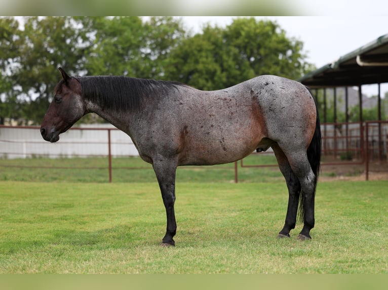 American Quarter Horse Gelding 10 years 14,3 hh Roan-Blue in Forney