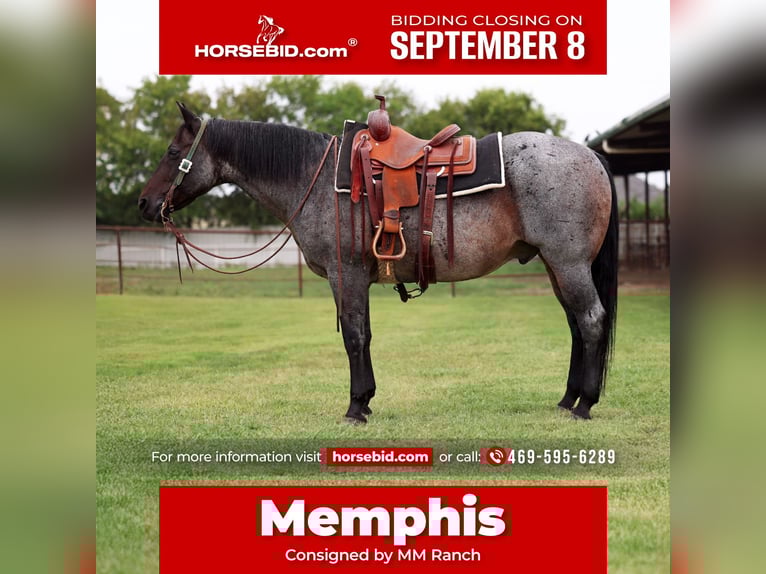 American Quarter Horse Gelding 10 years 14,3 hh Roan-Blue in Forney