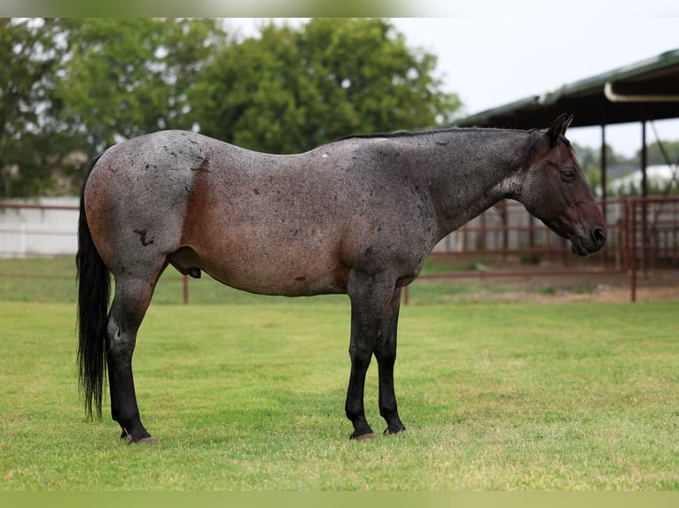 American Quarter Horse Gelding 10 years 14,3 hh Roan-Blue in Forney