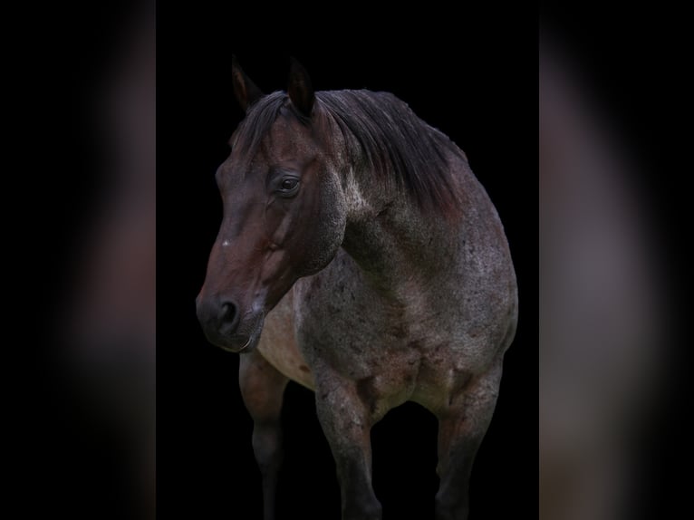 American Quarter Horse Gelding 10 years 14,3 hh Roan-Blue in Forney