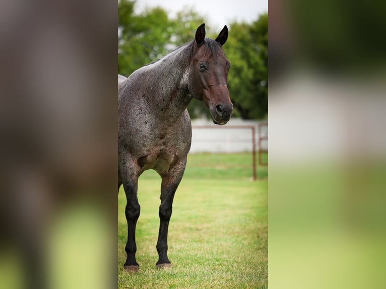 American Quarter Horse Gelding 10 years 14,3 hh Roan-Blue in Forney