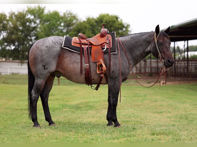 American Quarter Horse Gelding 10 years 14,3 hh Roan-Blue in Forney