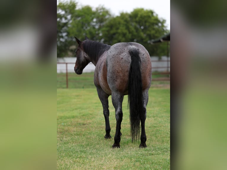 American Quarter Horse Gelding 10 years 14,3 hh Roan-Blue in Forney