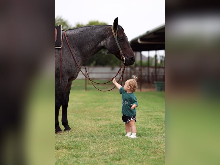 American Quarter Horse Gelding 10 years 14,3 hh Roan-Blue in Forney